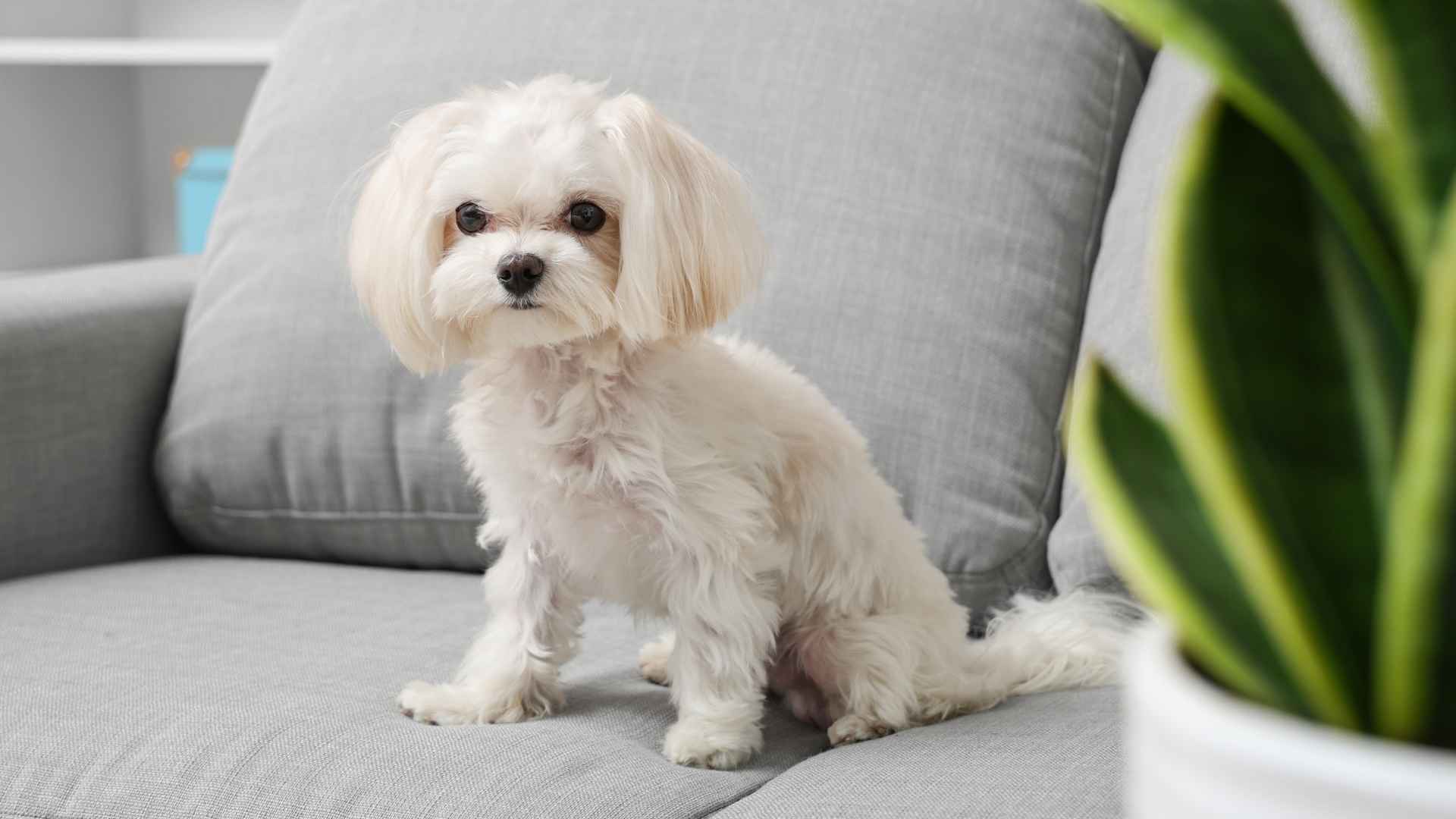 7 Hypoallergenic Apartment Dog Breeds: Clean, Compact, and Cute