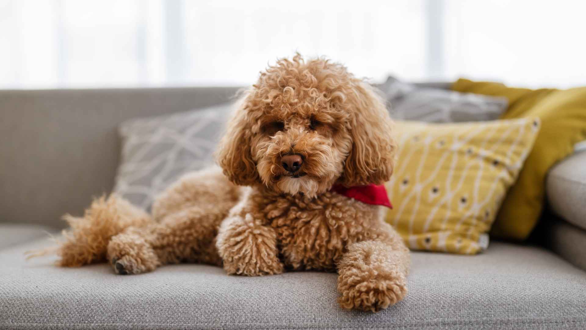 7 Hypoallergenic Dog Breeds That Won’t Trigger Allergies: Breathe Easy