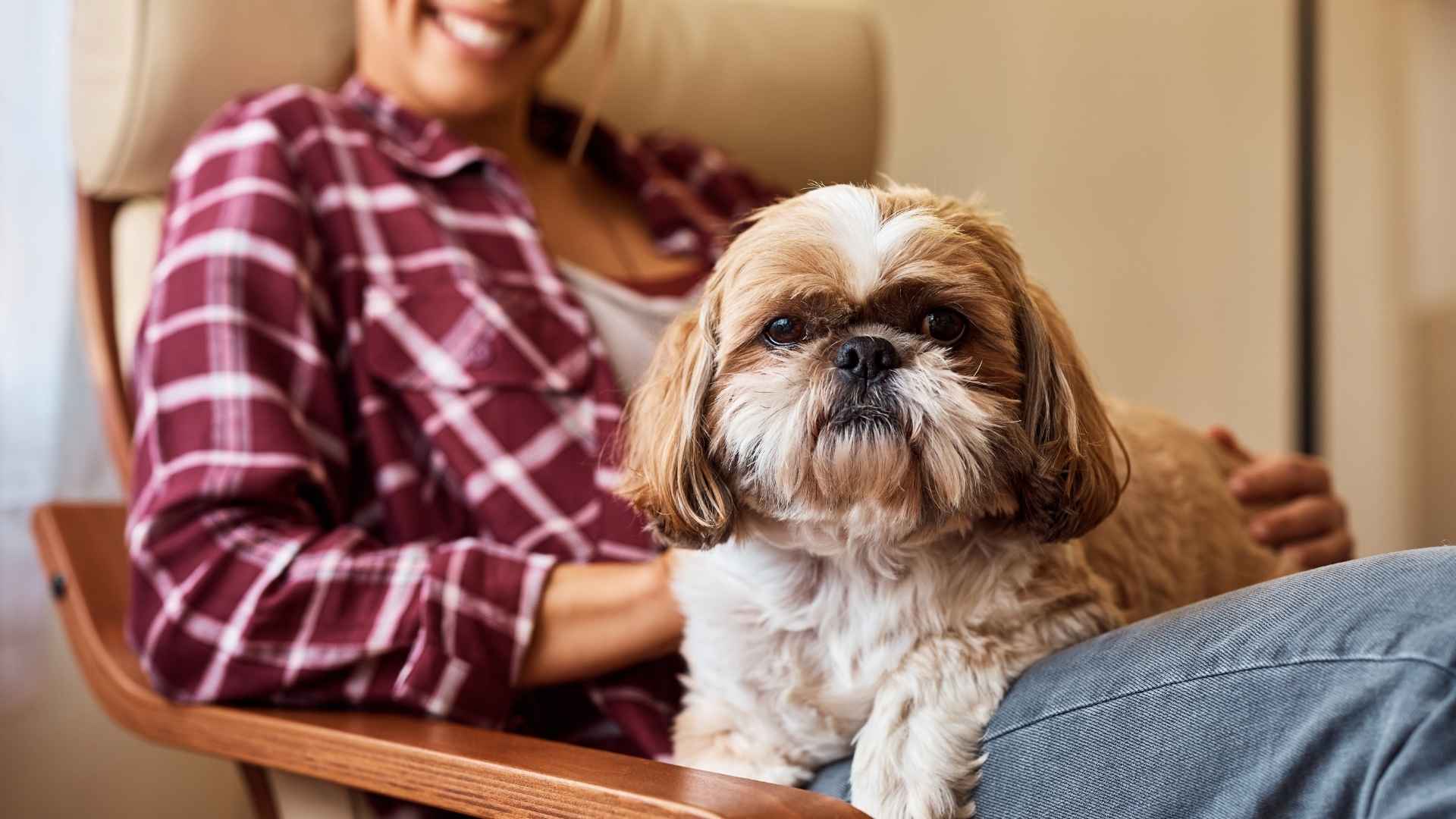 7 Hypoallergenic Service Dog Breeds for Allergy Sufferers
