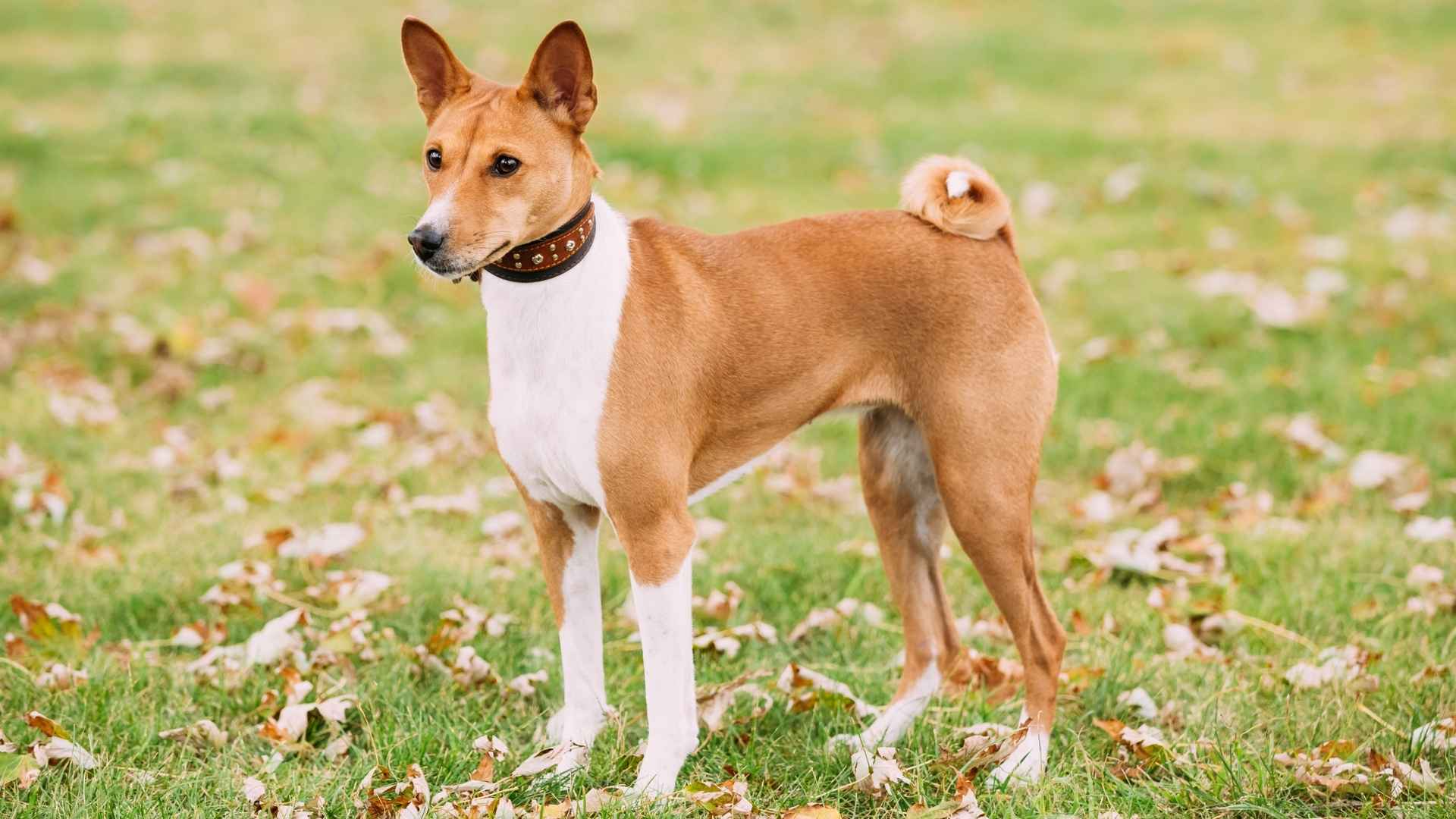 7 Hypoallergenic Working Dog Breeds for Allergy prone dog lovers