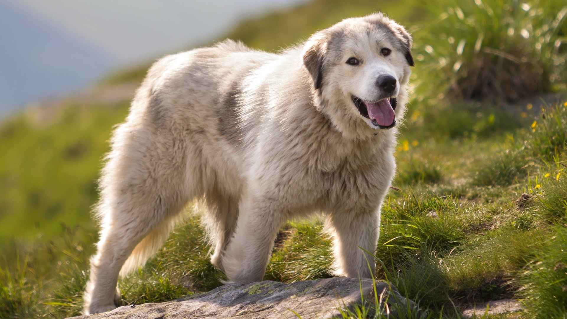 7 Incredibly Fluffy Large Dog Breeds You’ll Fall in Love With