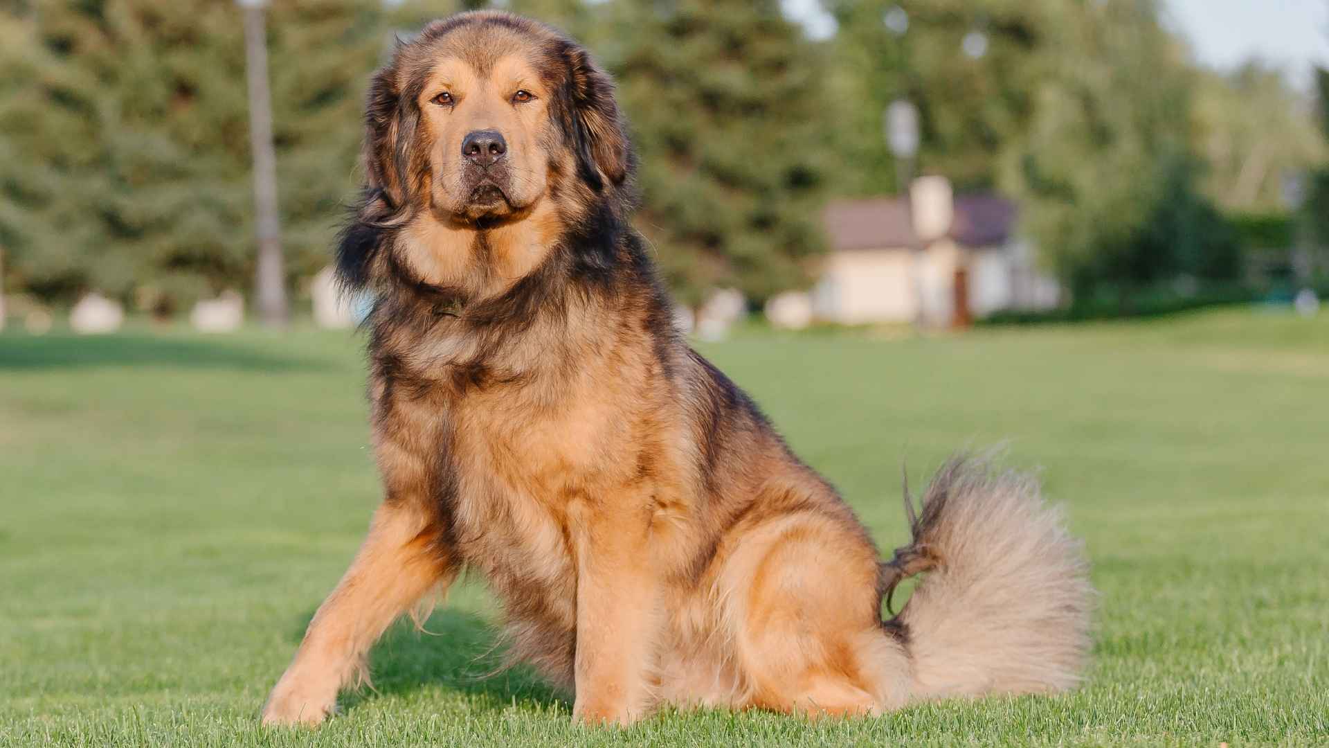7 Independent Big Dog Breeds That Love Freedom