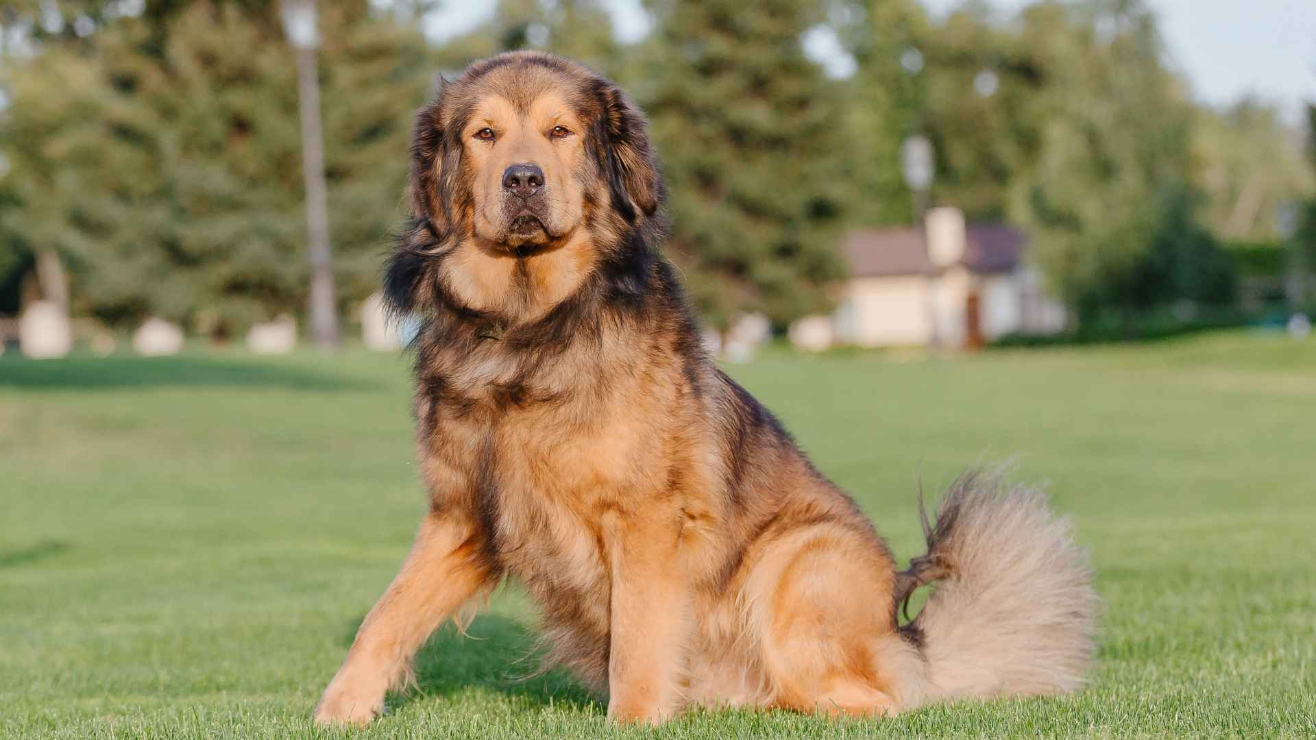7 Independent Giant Dog Breeds That Do Their Own Thing