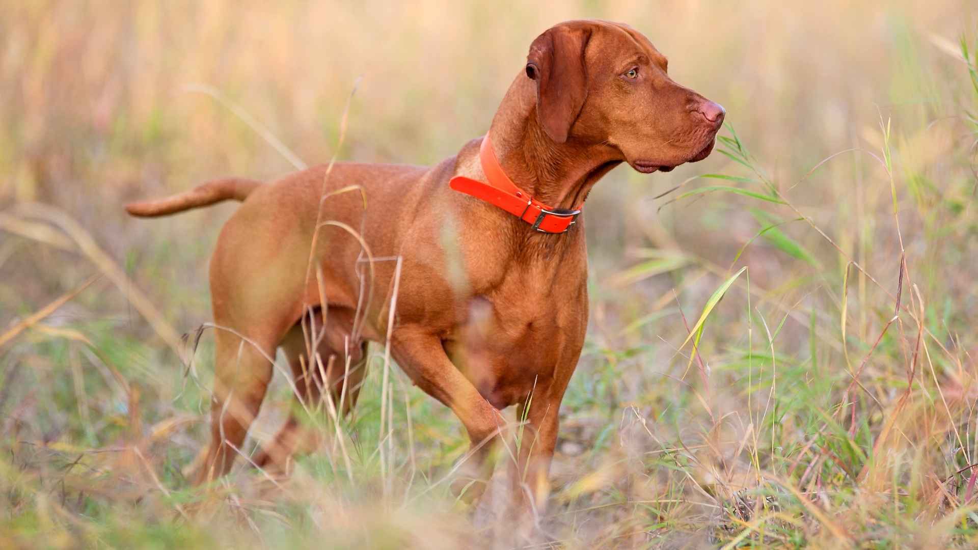 7 Independent Hunting Dog Breeds That Excel in the Field