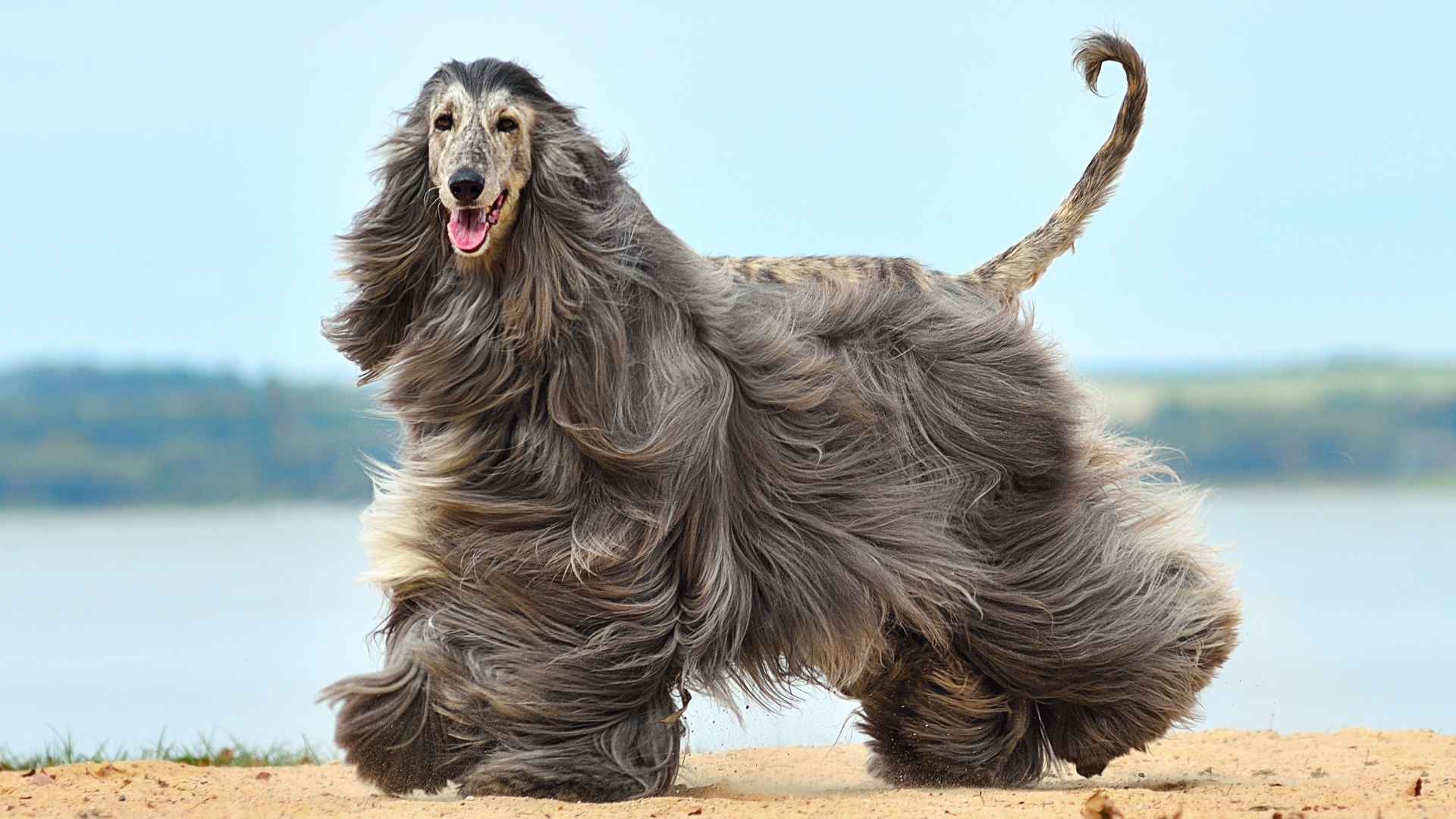 7 Independent Hypoallergenic Dog Breeds That Love Their Space
