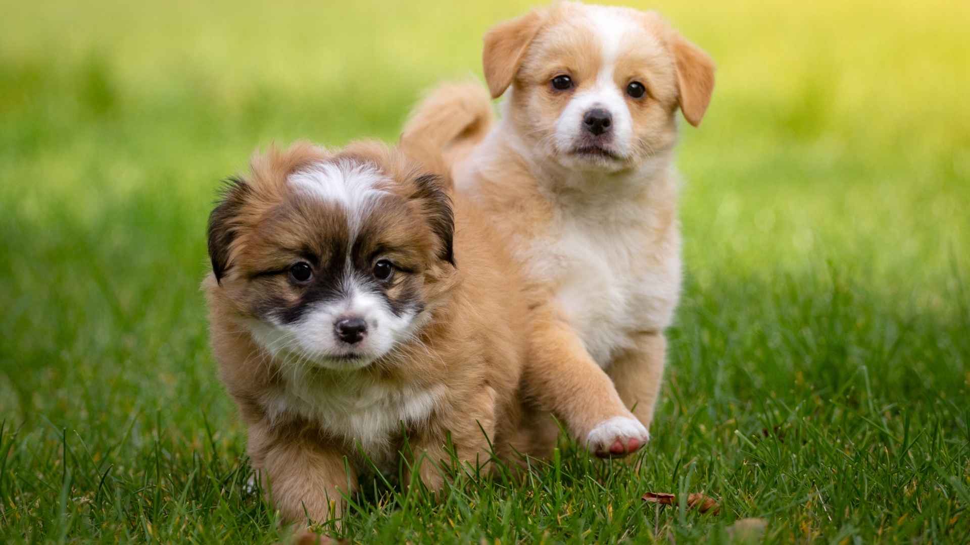 7 Independent Puppy Breeds: Confident Canines That Don’t Cling