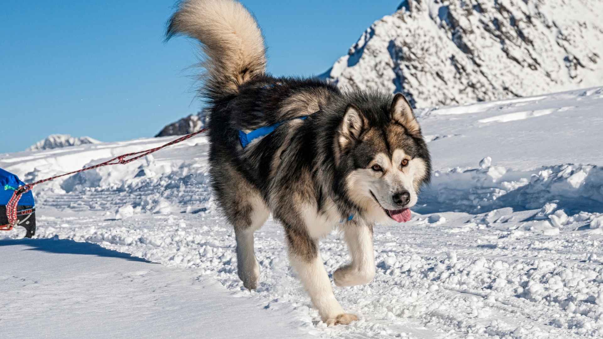 7 Independent Working Dog Breeds That Think for Themselves