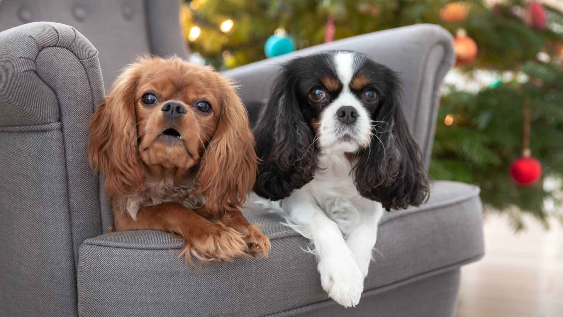 7 Indoor Dog Breeds Perfect for Couch Cuddles & Apartment Life