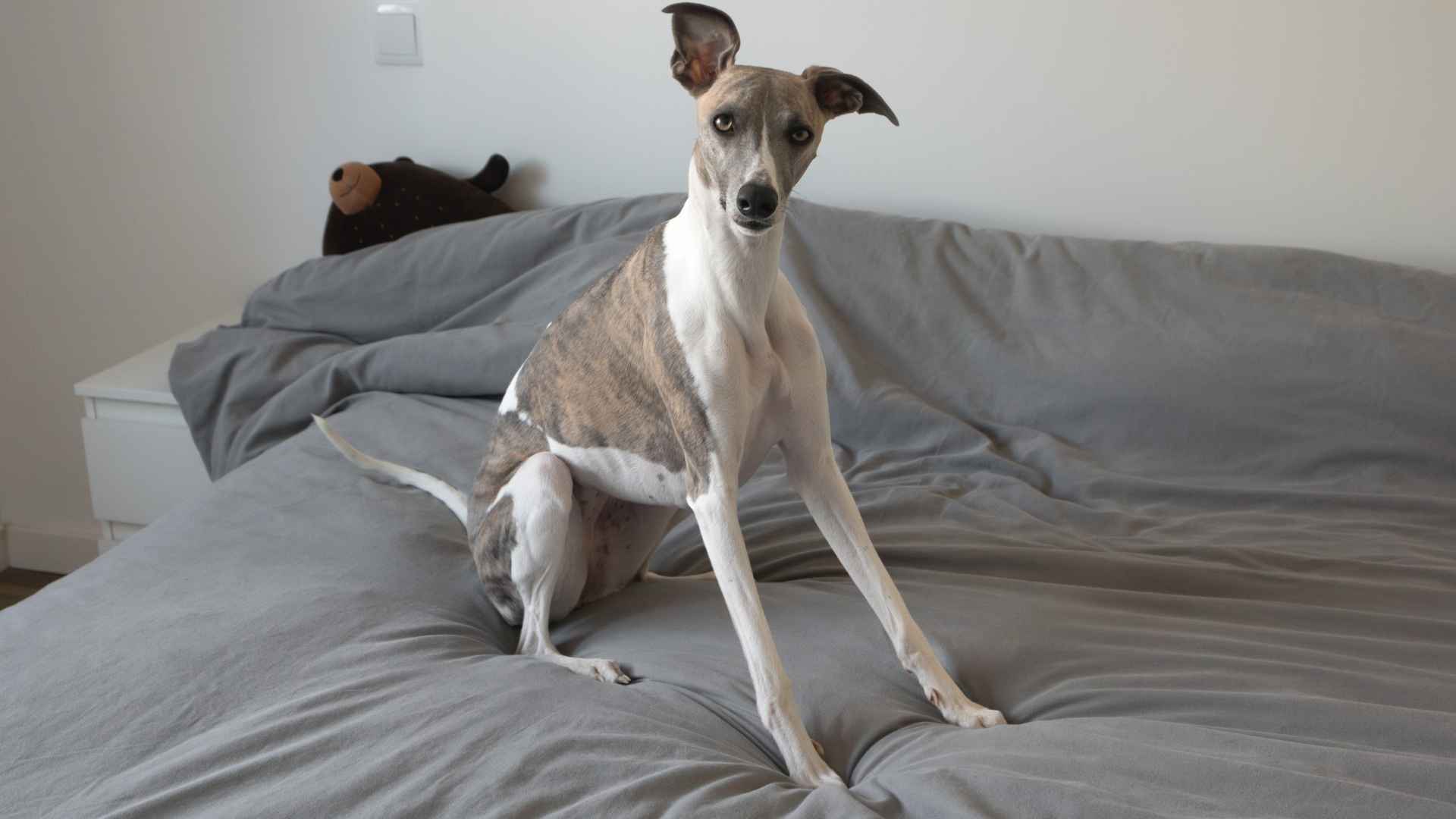 7 Indoor-Friendly Medium Dog Breeds: The Comfort Lovers