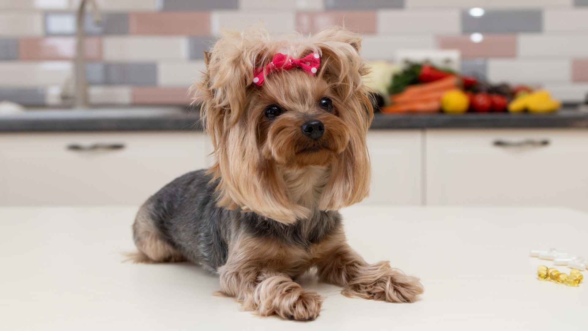 7 Indoor Low-Shedding Dog Breeds That Won’t Cover You in Hair