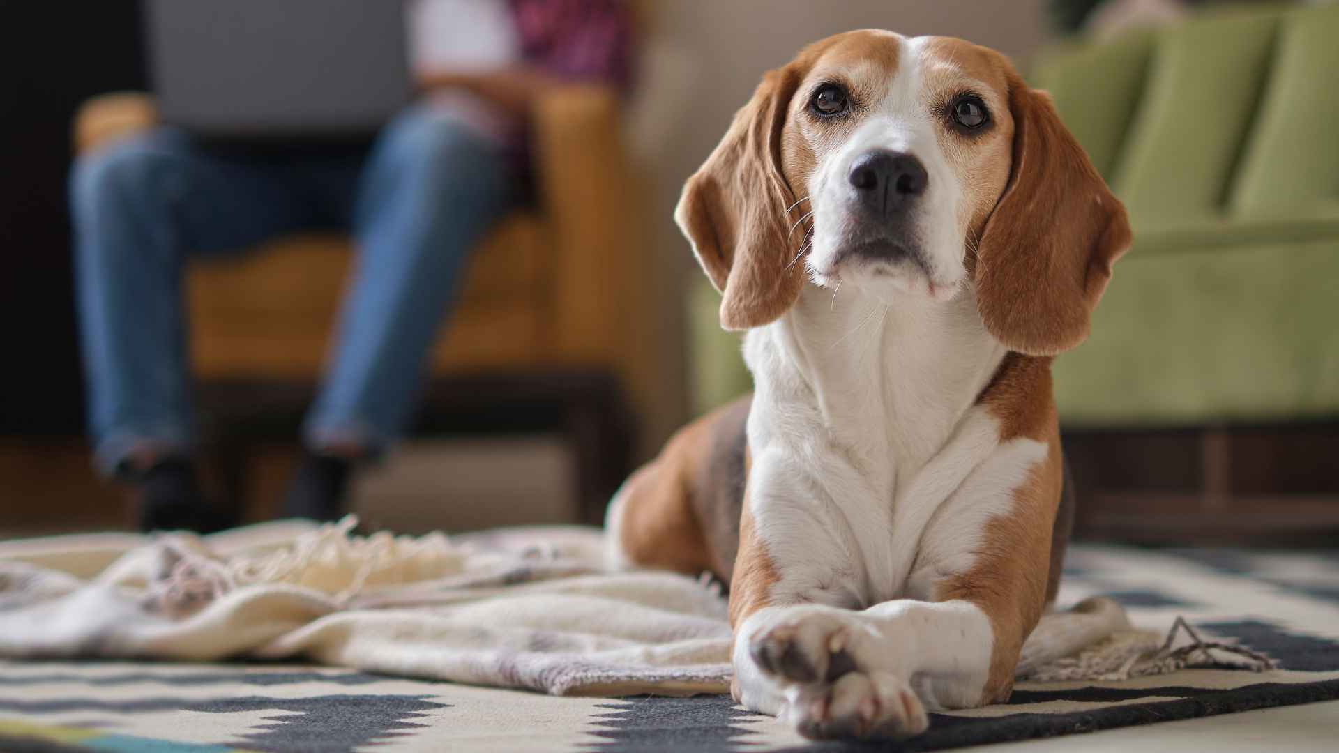 7 Indoor Rescue Dog Breeds: The Gentle Pups