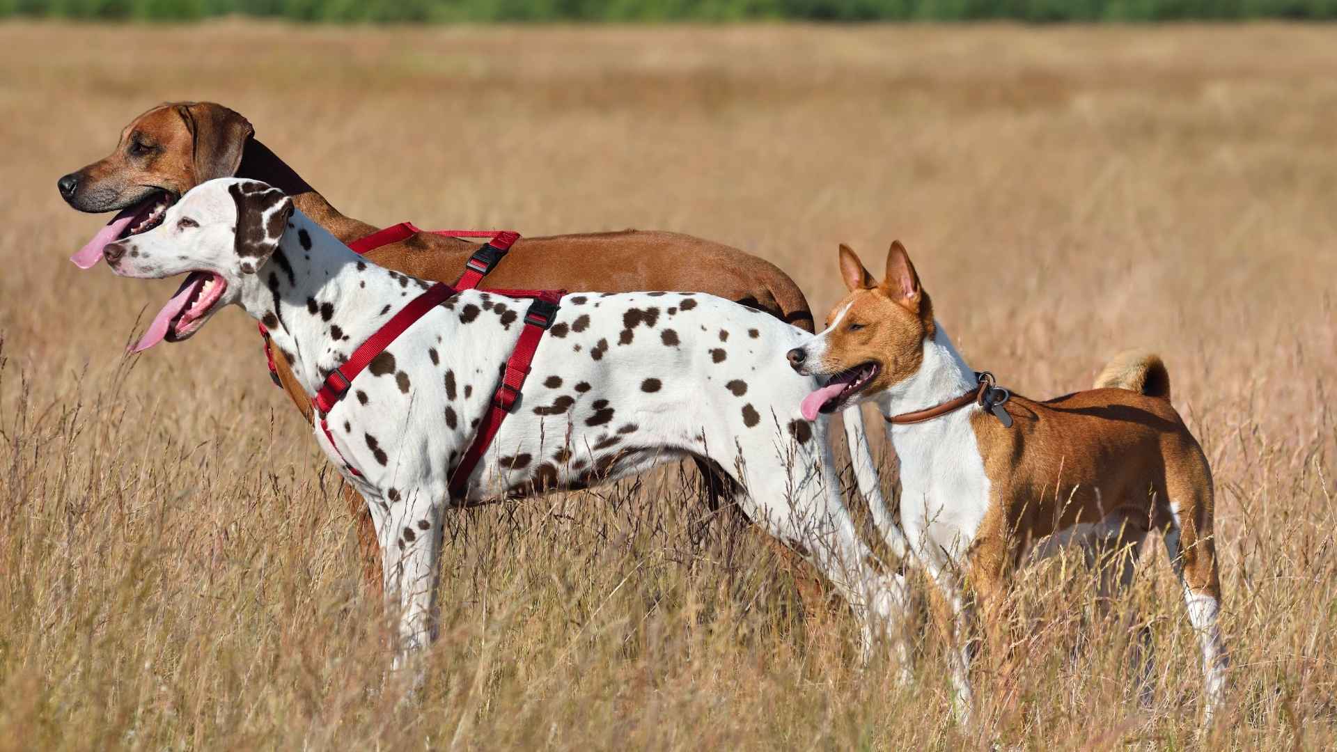 7 Instinctive Hunting Dog Breeds for Every Outdoor Adventure