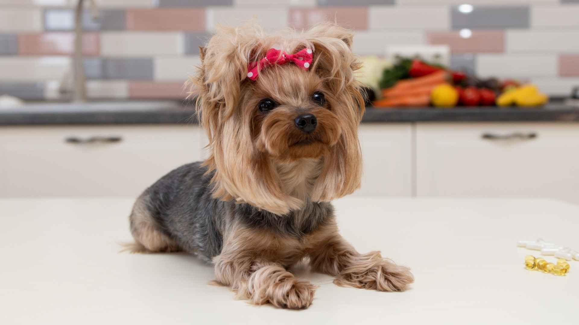 7 Intelligent Low-Shedding Dog Breeds for Allergy Sufferers