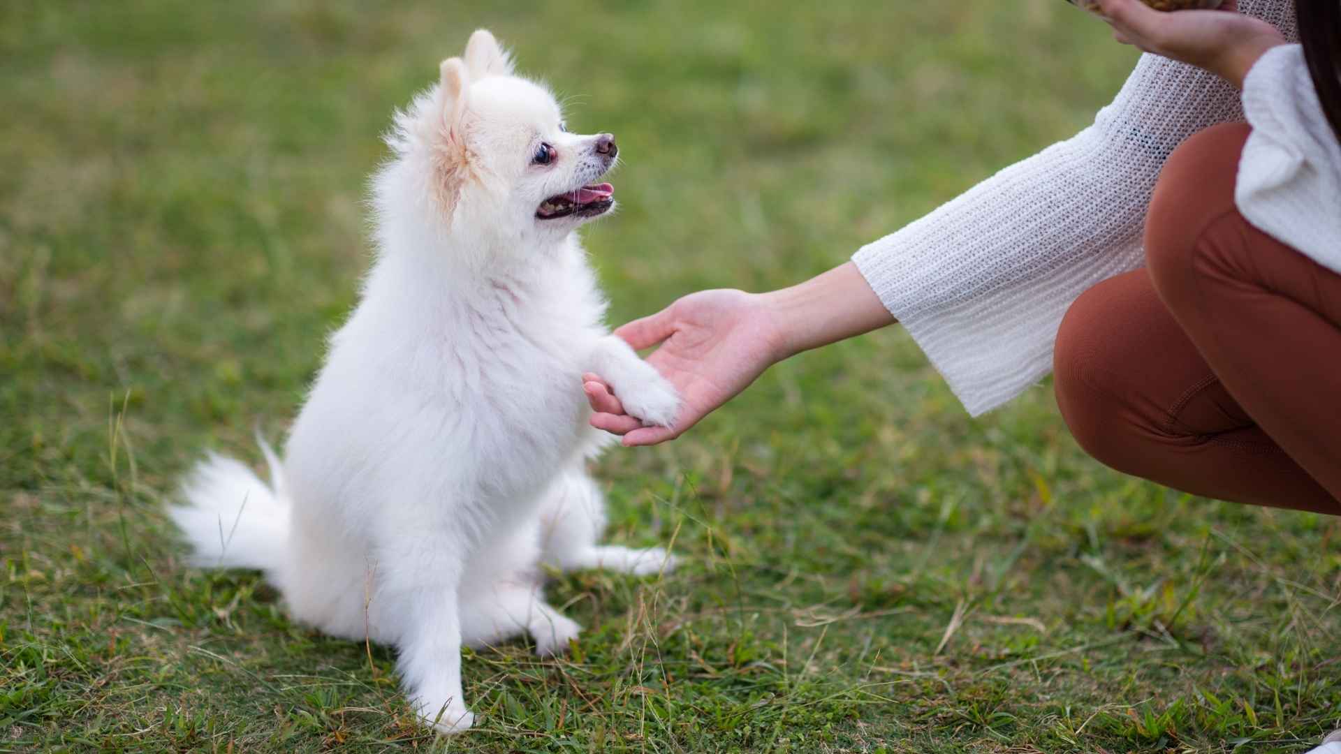 7 Intelligent Puppy Breeds That Make Training a Breeze