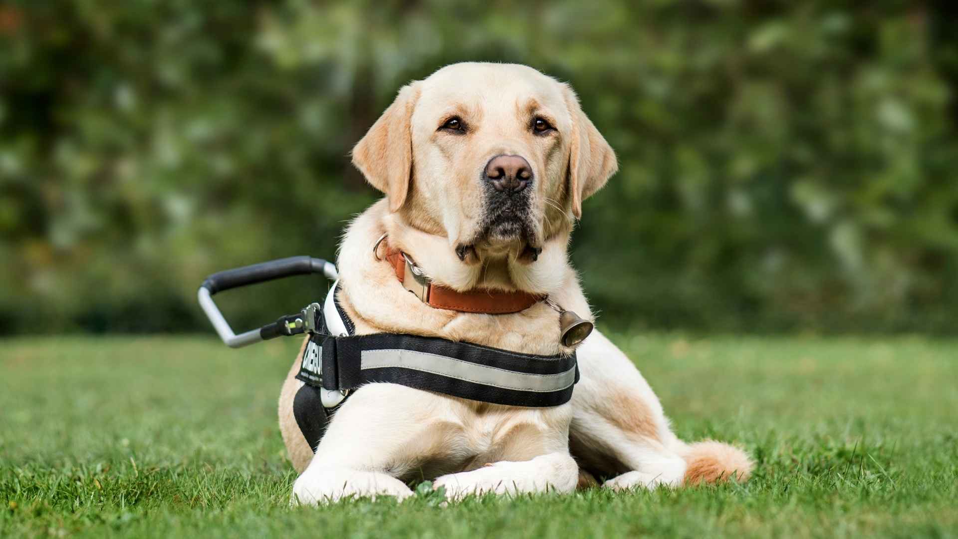 7 Intelligent Therapy Dog Breeds That Know Just How to Heal