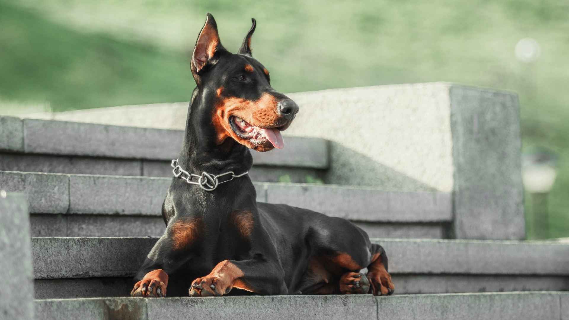 7 Intelligent Working Dog Breeds That Love to Get the Job Done