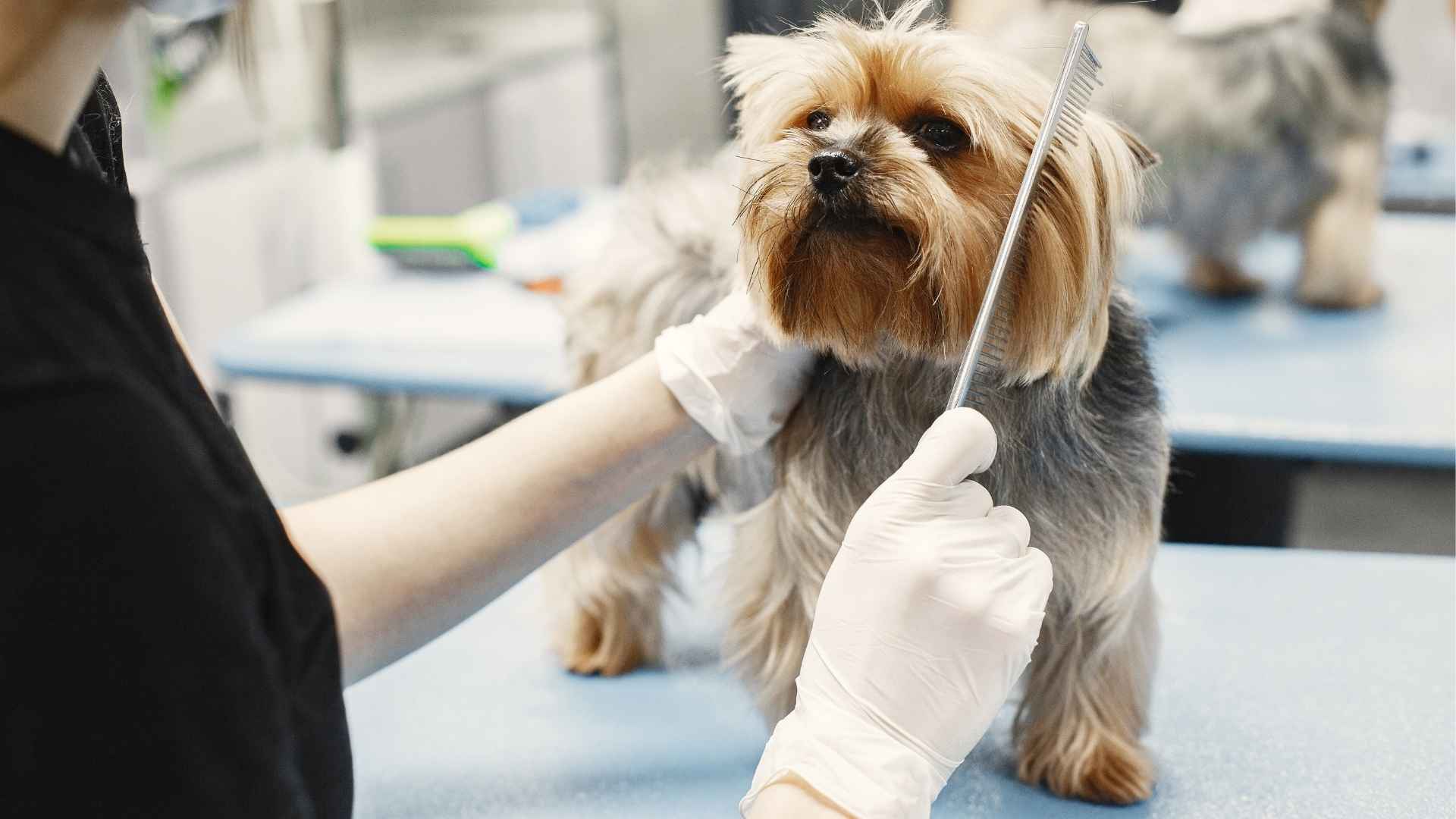 7 Intensive Grooming Dog Breeds That Need Regular TLC