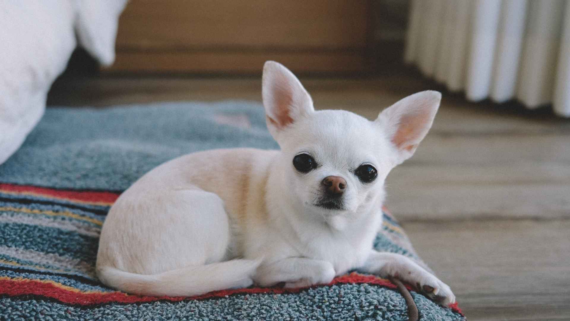 7 Laid Back Teacup Dog Breeds That Are Perfect for a Calm Lifestyle