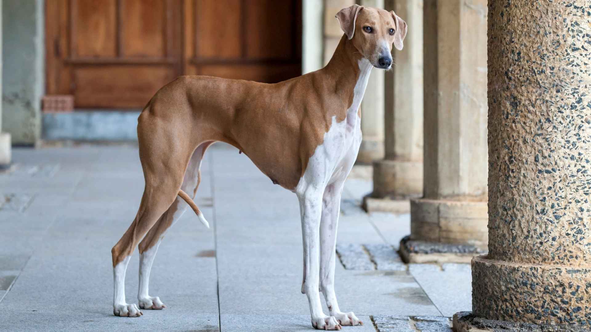 7 Large Rare Dog Breeds That Deserve More Love