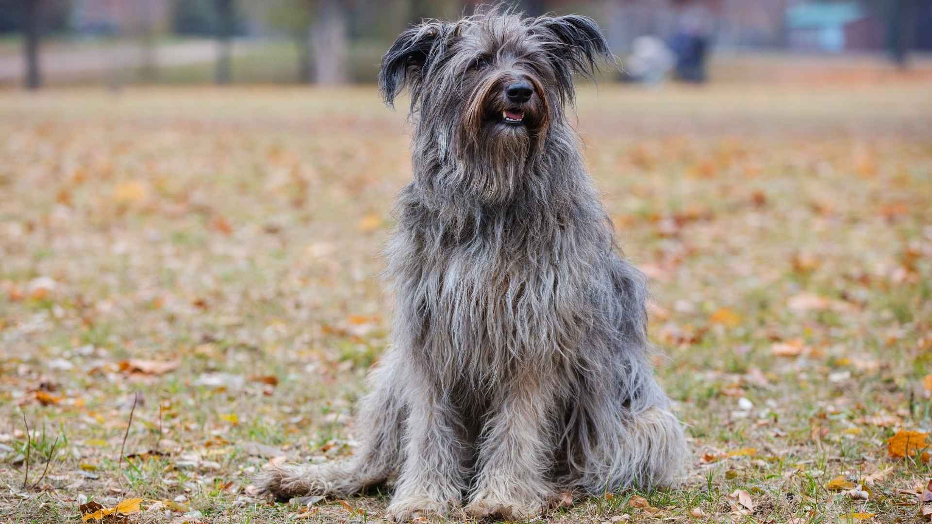 7 Large Shaggy Dog Breeds: The Fluffy Ones