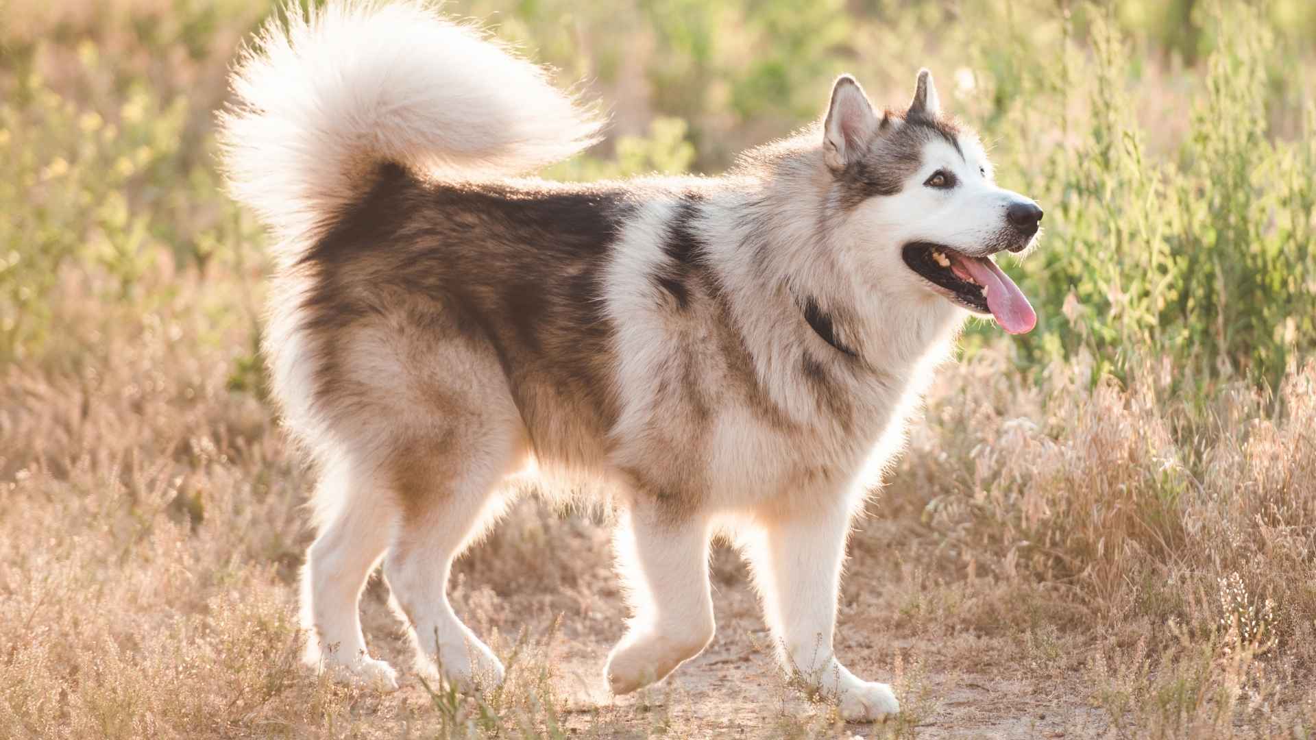 7 Large Wolf Dog Breeds That Resemble Their Wild Ancestors