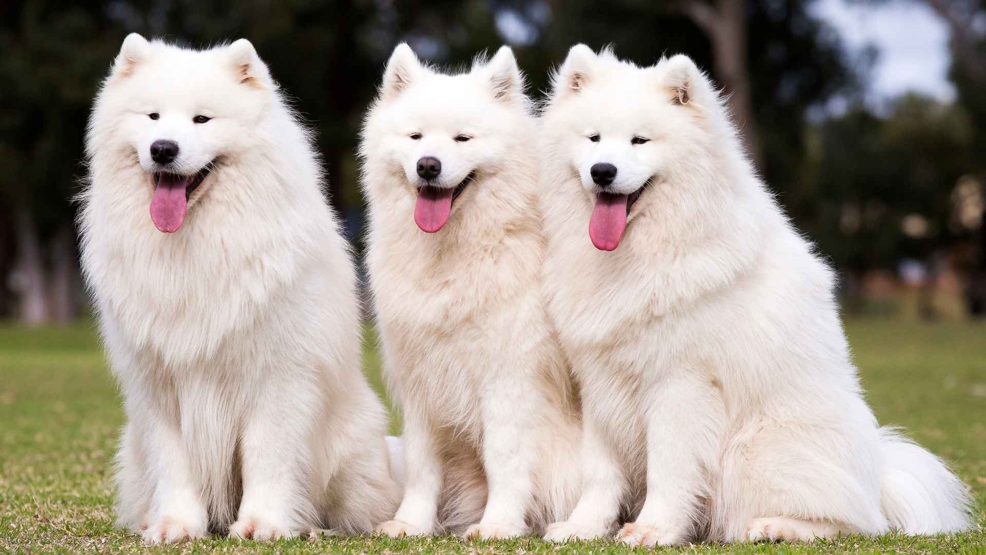 7 Large white dog breeds That Look Like Living Clouds