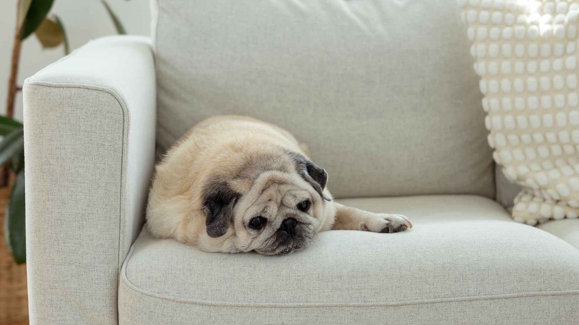 7 Lazy Apartment Dog Breeds: Quiet, Calm, and Low-Energy