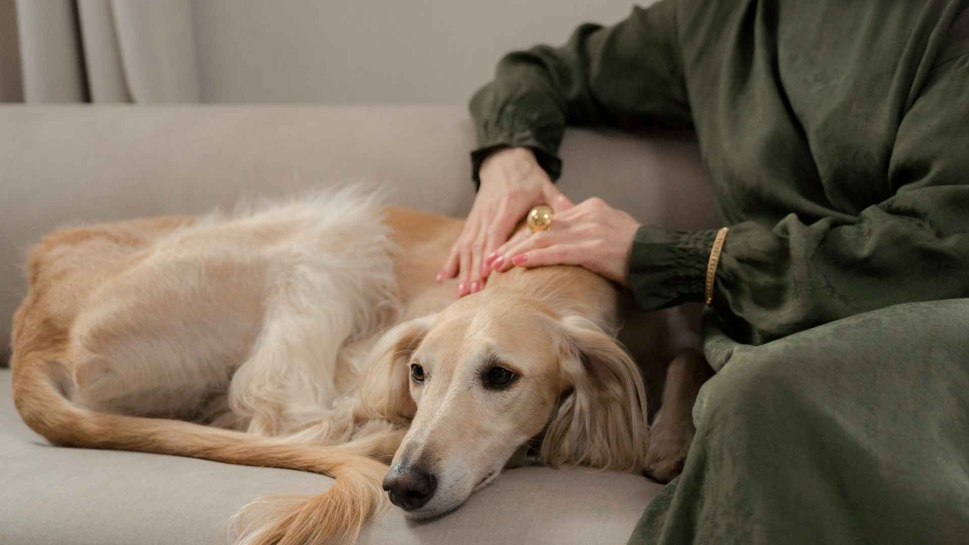 7 Lazy Dog Breeds for Relaxed Owners and Peaceful Homes