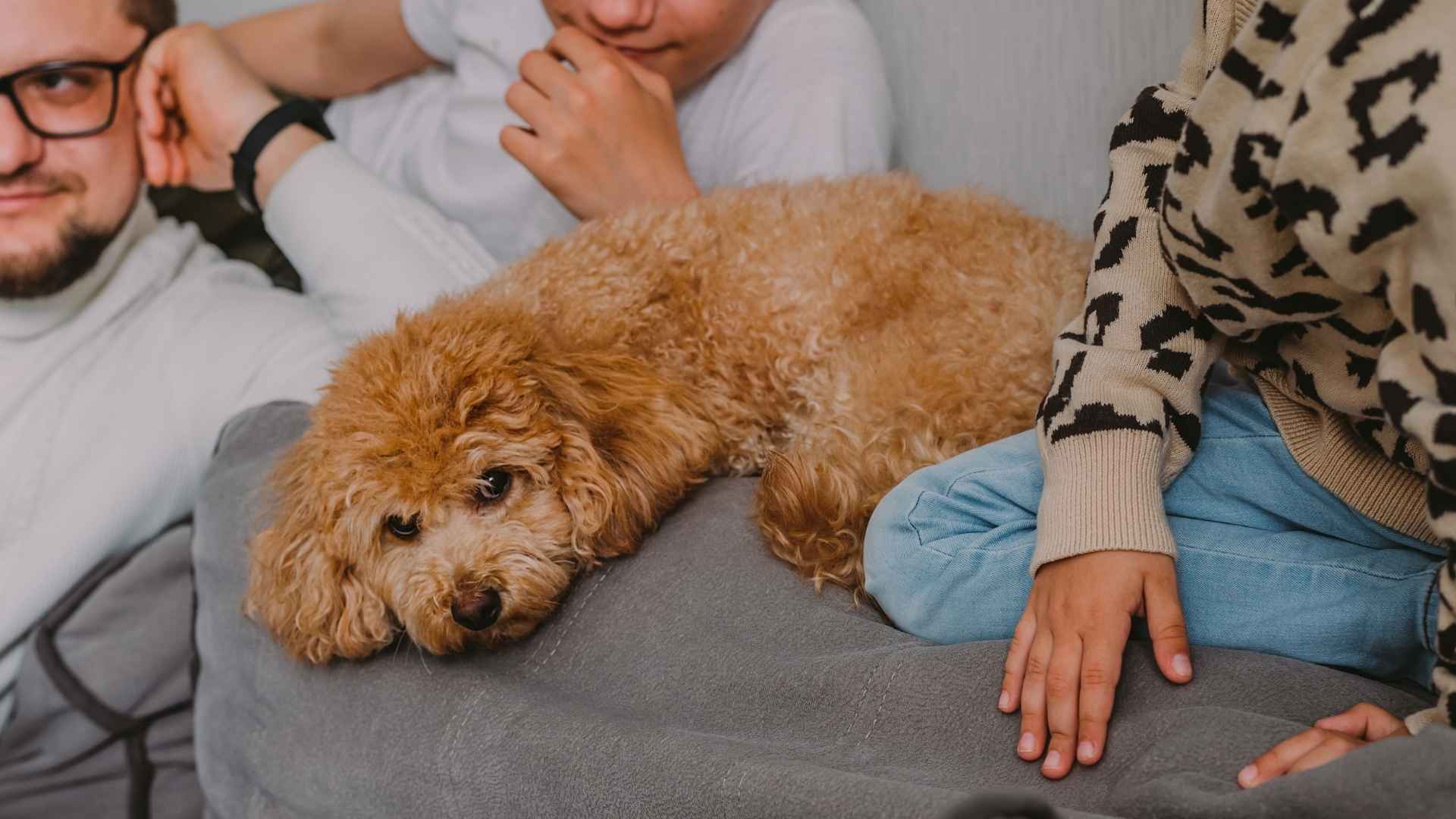 7 Lazy Family Dog Breeds Perfect for Relaxing Together