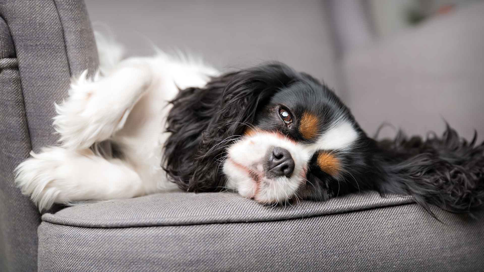 7 Lazy Medium Dog Breeds: Calm Companions for a Chill Home