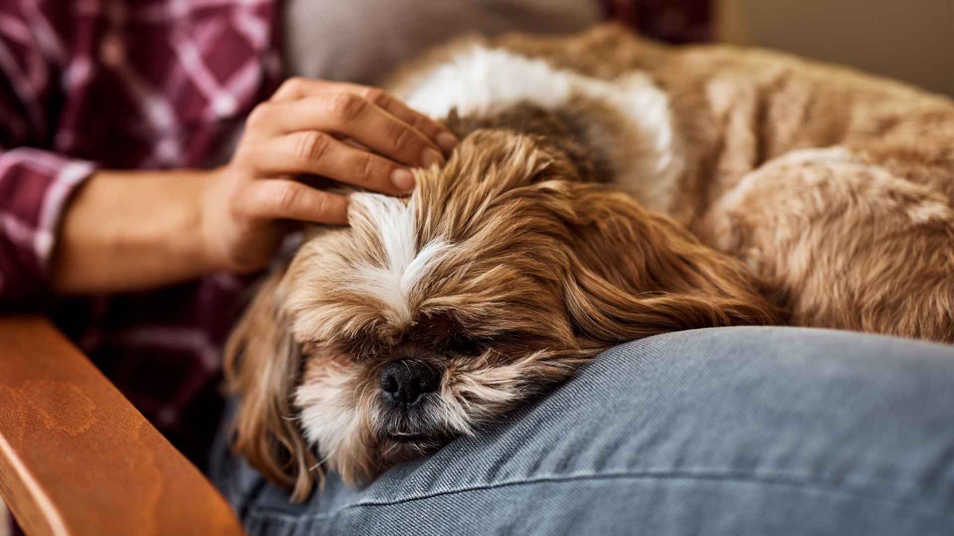 7 Lazy Teacup Dog Breeds That Don’t Need Much Exercise