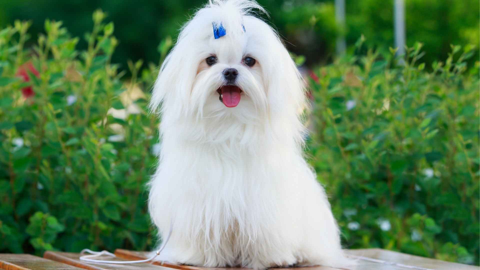 7 Long-Haired Teacup Dog Breeds Small Size, Big Personality