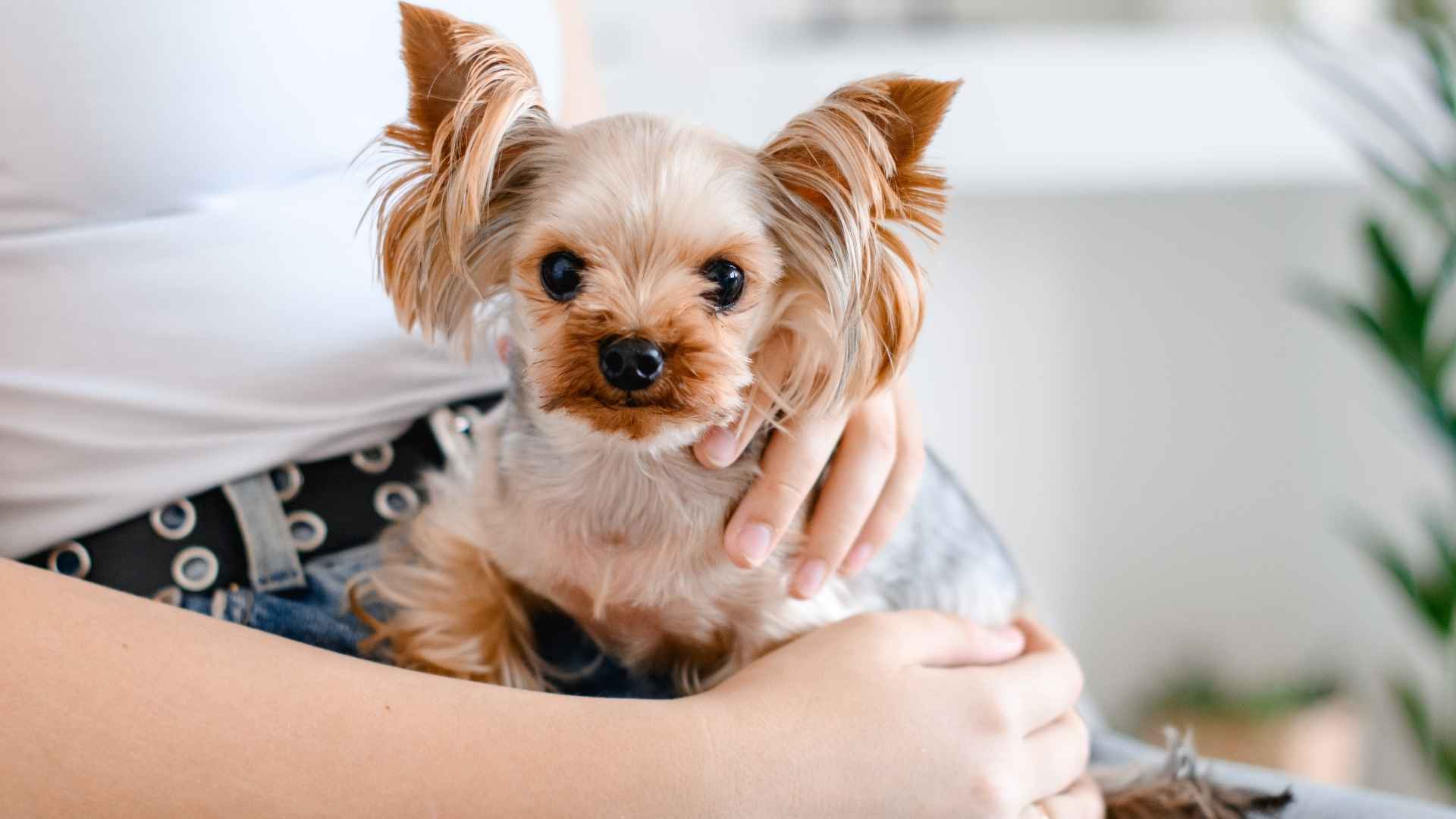 7 Long-Lived Teacup Dog Breeds That Stay With You the Longest