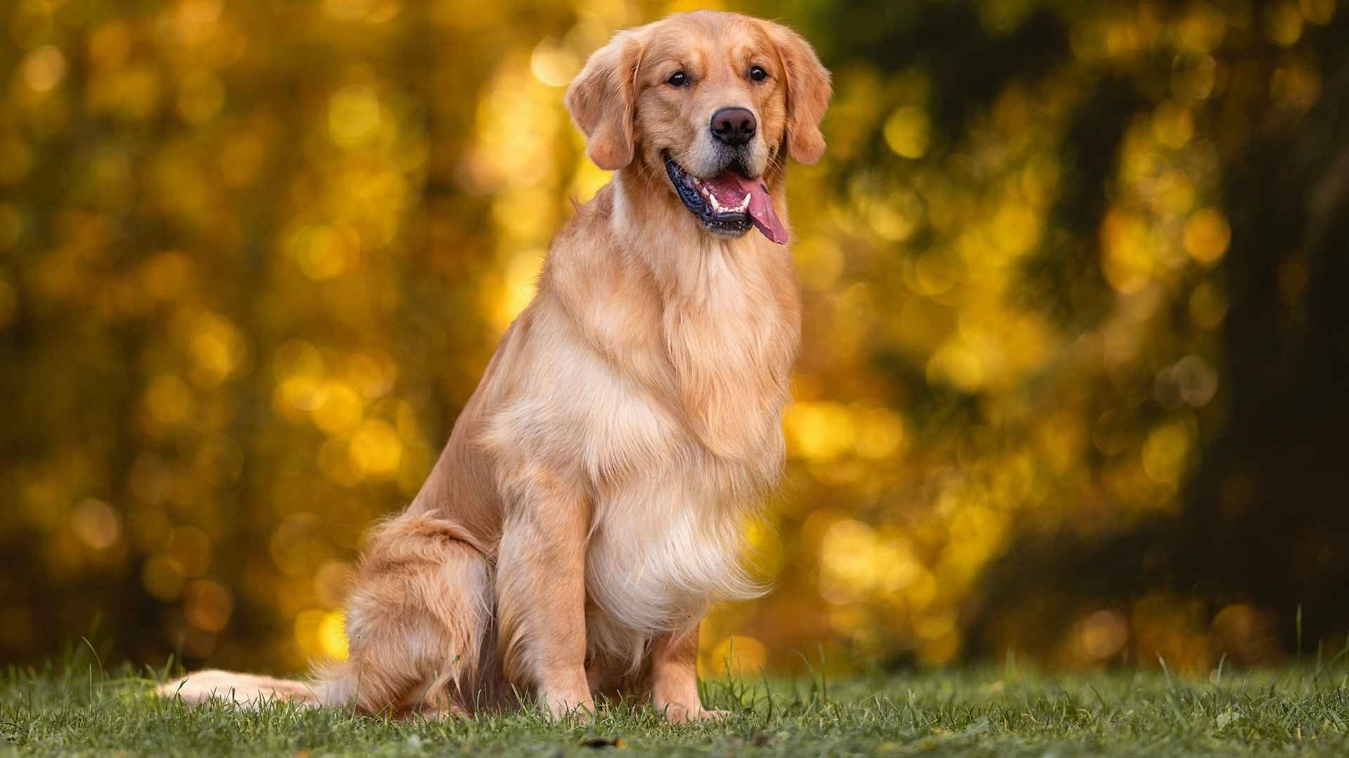 7 Longest Living Large Dog Breeds That Defy the Odds