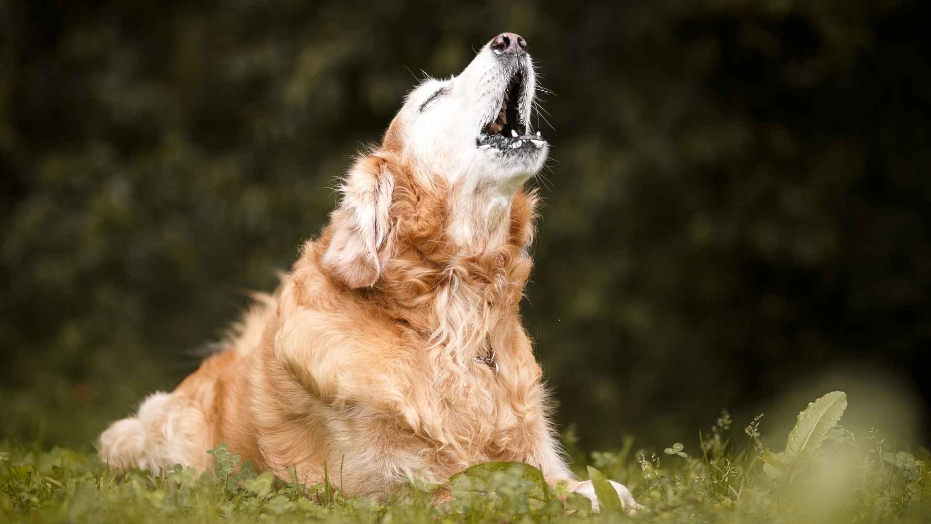 7 Loudest Dog Breeds That Bark, Howl, and Yap All Day Long