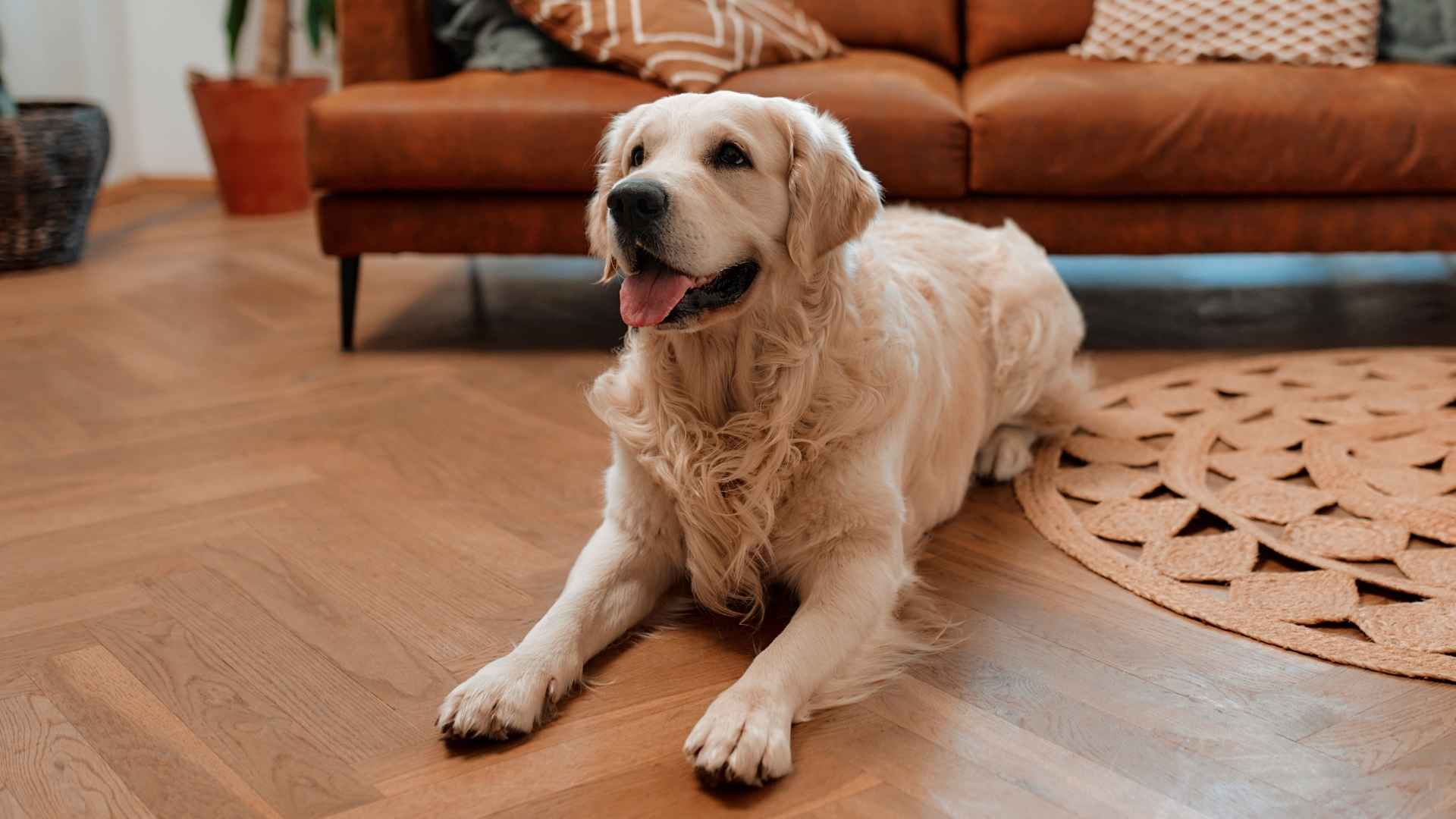 7 Low Escape Tendency Dog Breeds: The Stay-at-Home Pets