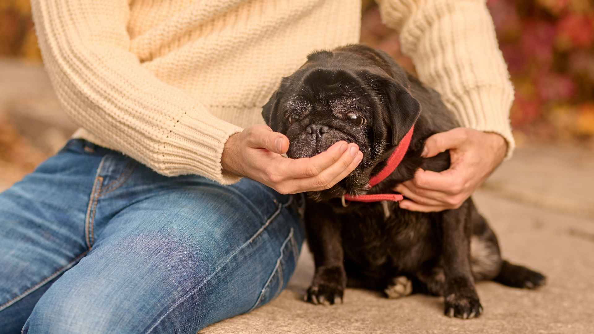 7 Low-Exercise Companion Dog Breeds That Are Perfect for a Quiet, Cozy Life