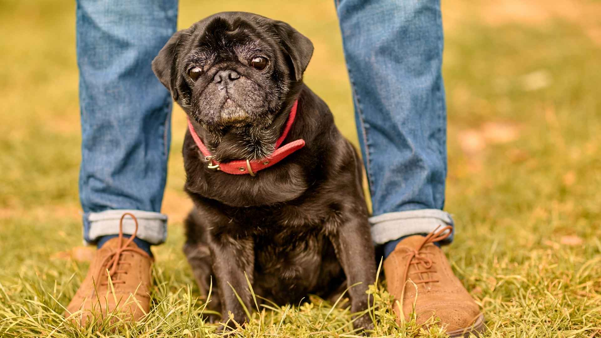 7 Low-Exercise Dog Breeds for a Laid-Back Lifestyle
