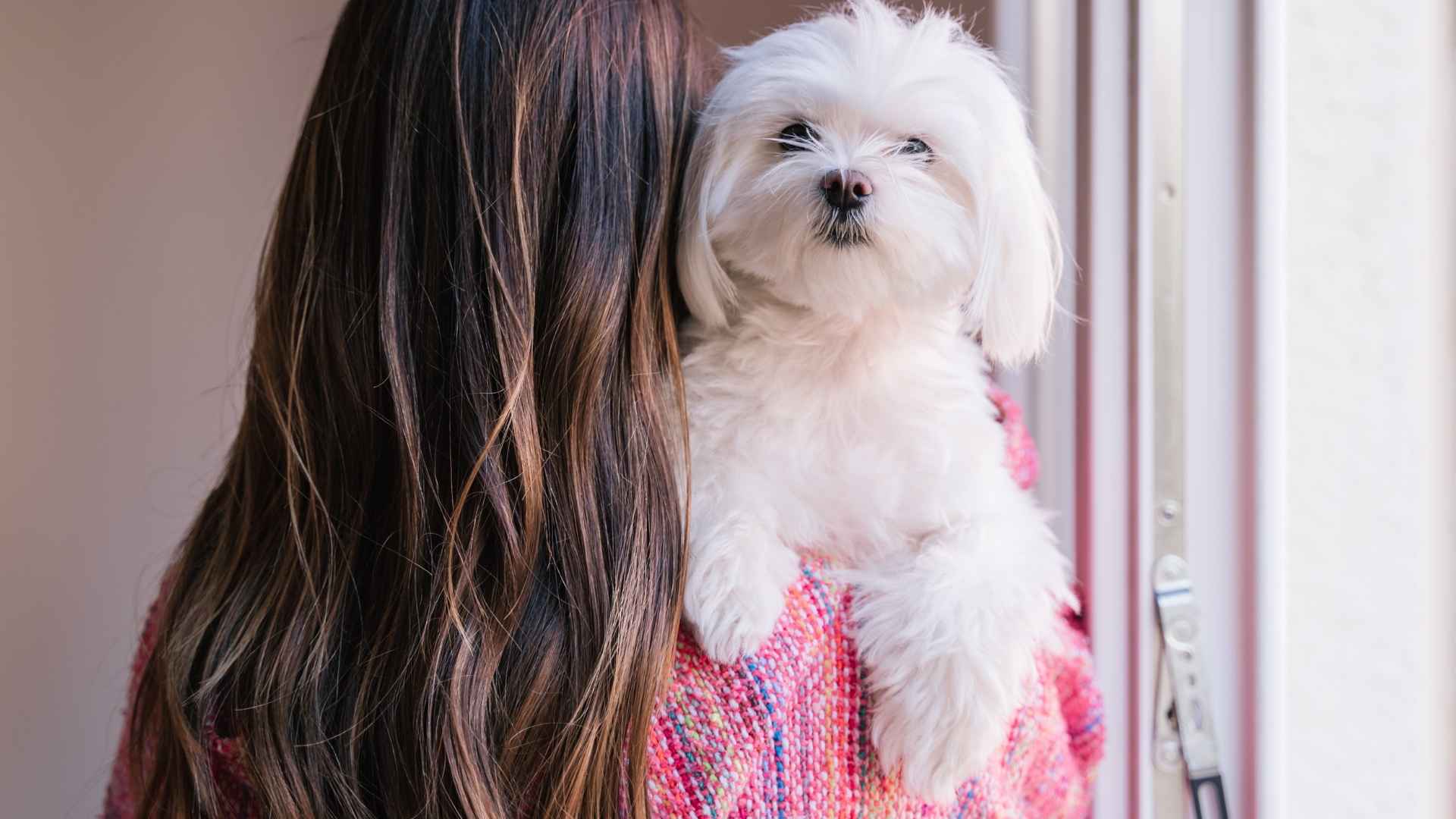 7 Low-Exercise Emotional Support Dog Breeds: Lazy, Loving, and Loyal