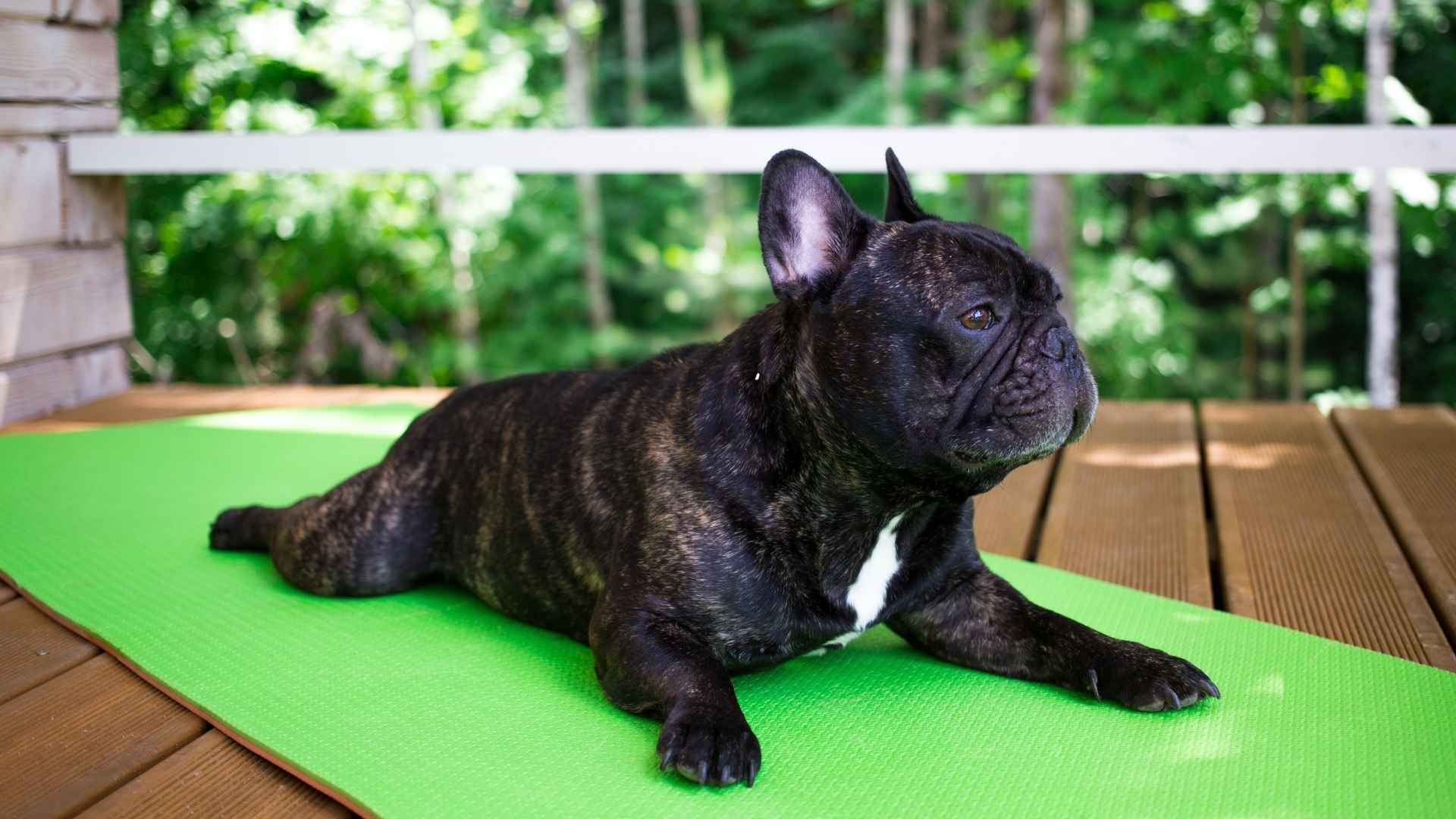 7 Low-Exercise-Need Dog Breeds: The Low-Energy Ones