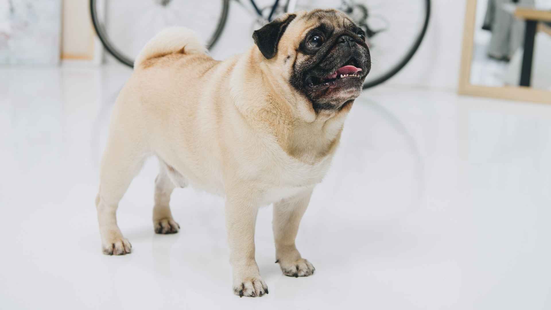 7 Low-Exercise Puppy Breeds That Don’t Need Much Activity