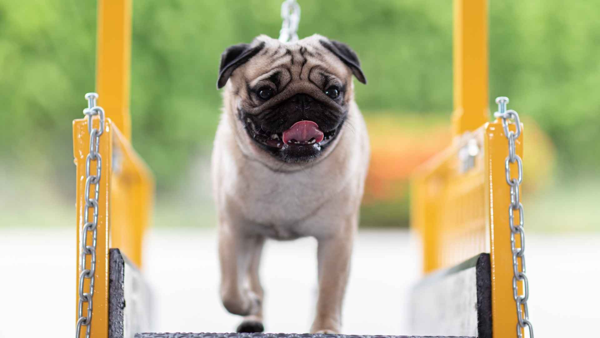 7 Low-Exercise Small Dog Breeds That Are Perfect for First-Time Pet Owners