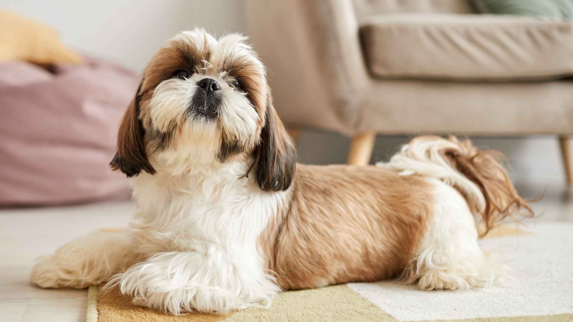 7 Low-Maintenance Apartment Dog Breeds That Fit Small Spaces and Busy Lives