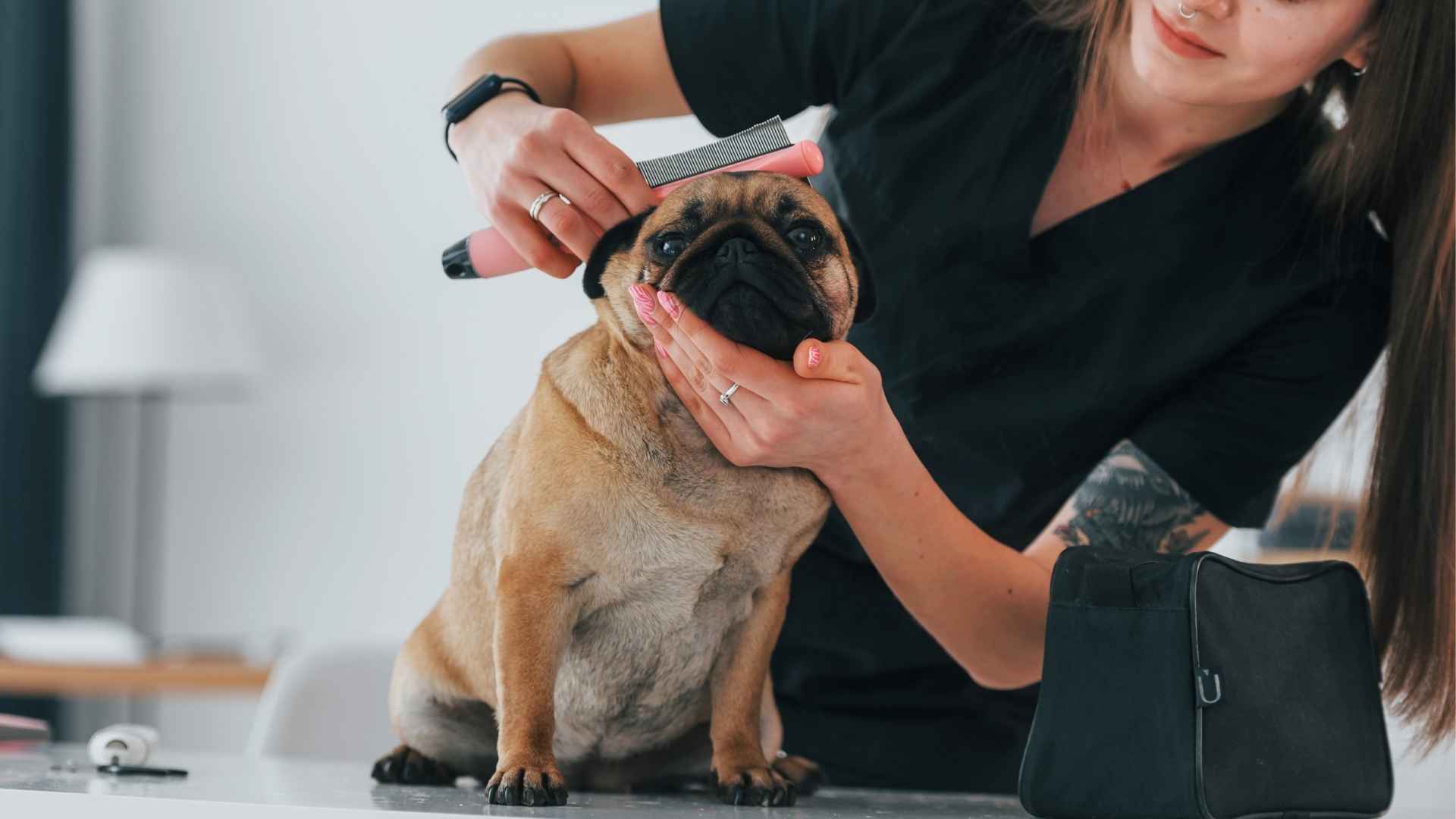 7 Low-Maintenance Dog Breeds That Are Easy to Care For
