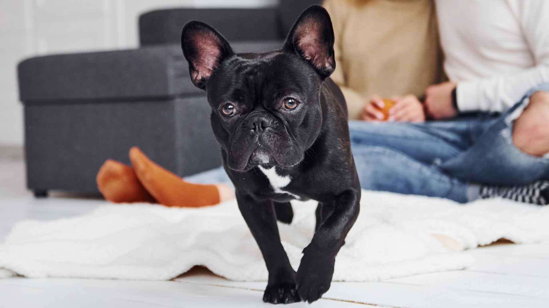 7 Low-Maintenance Family Dog Breeds That Are Easy to Care For