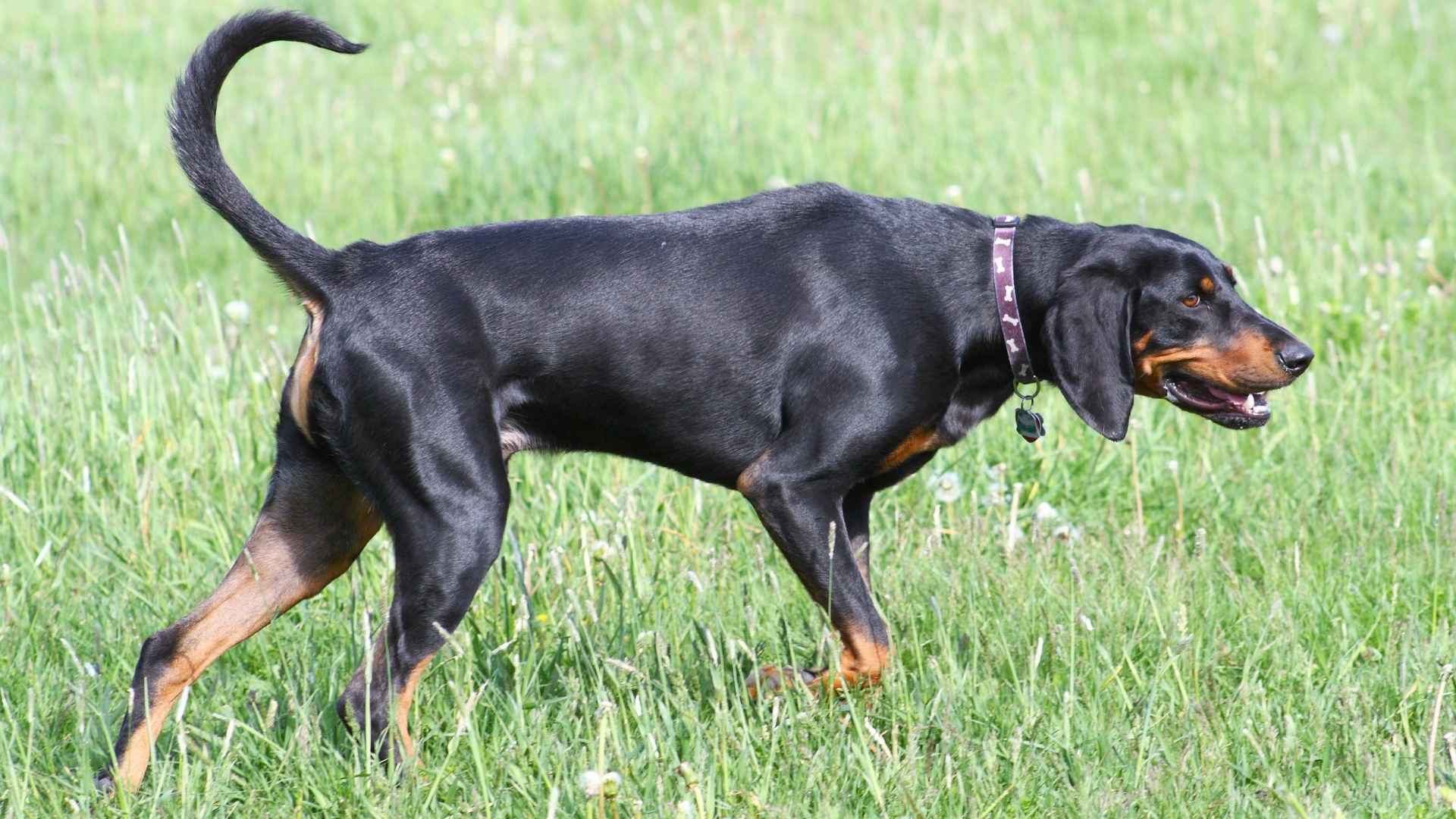 7 Low-Maintenance Hunting Dog Breeds That Add More Fun To Life
