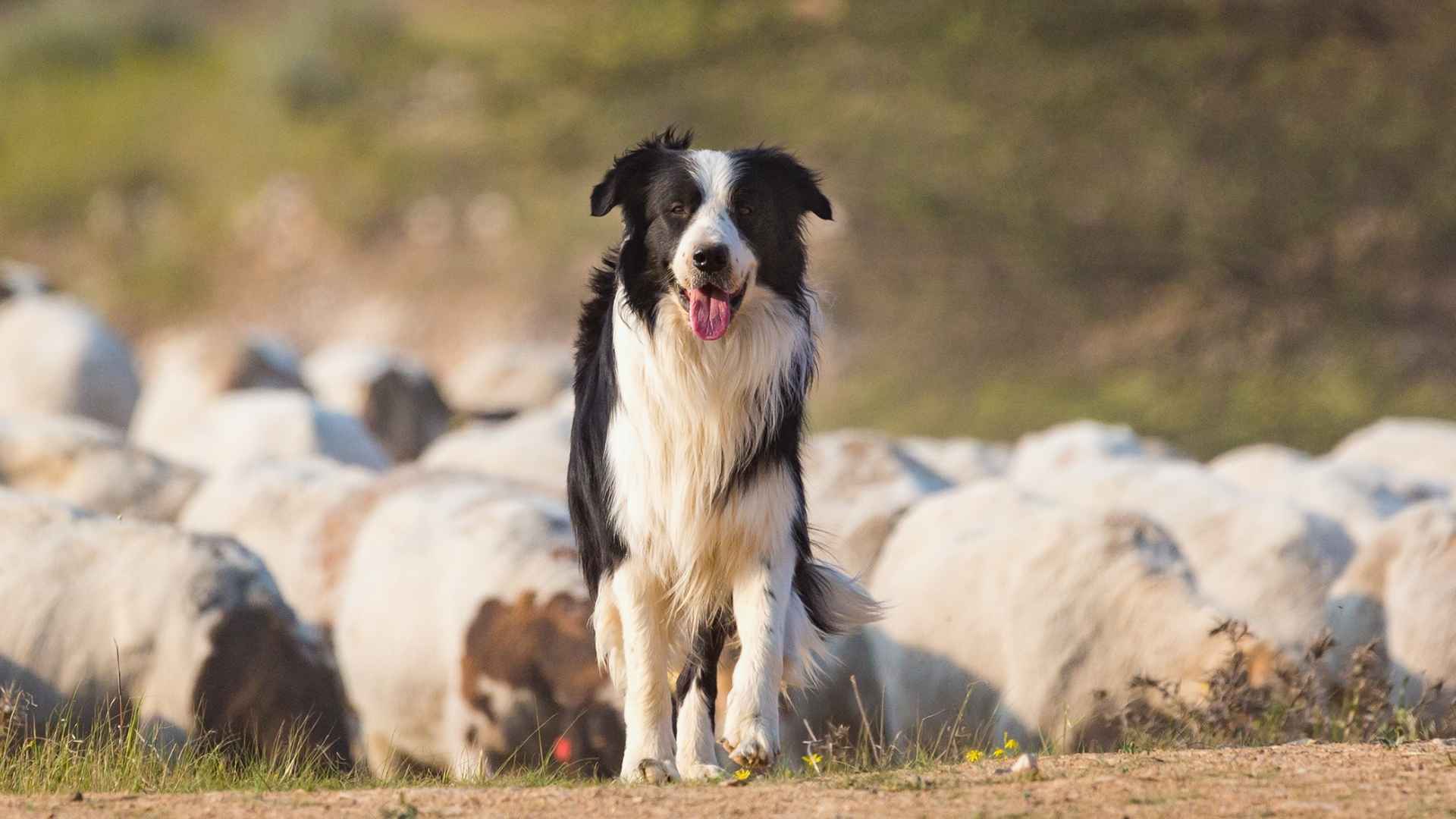 7 Low-Maintenance Working Dog Breeds For Busy Pet Lovers