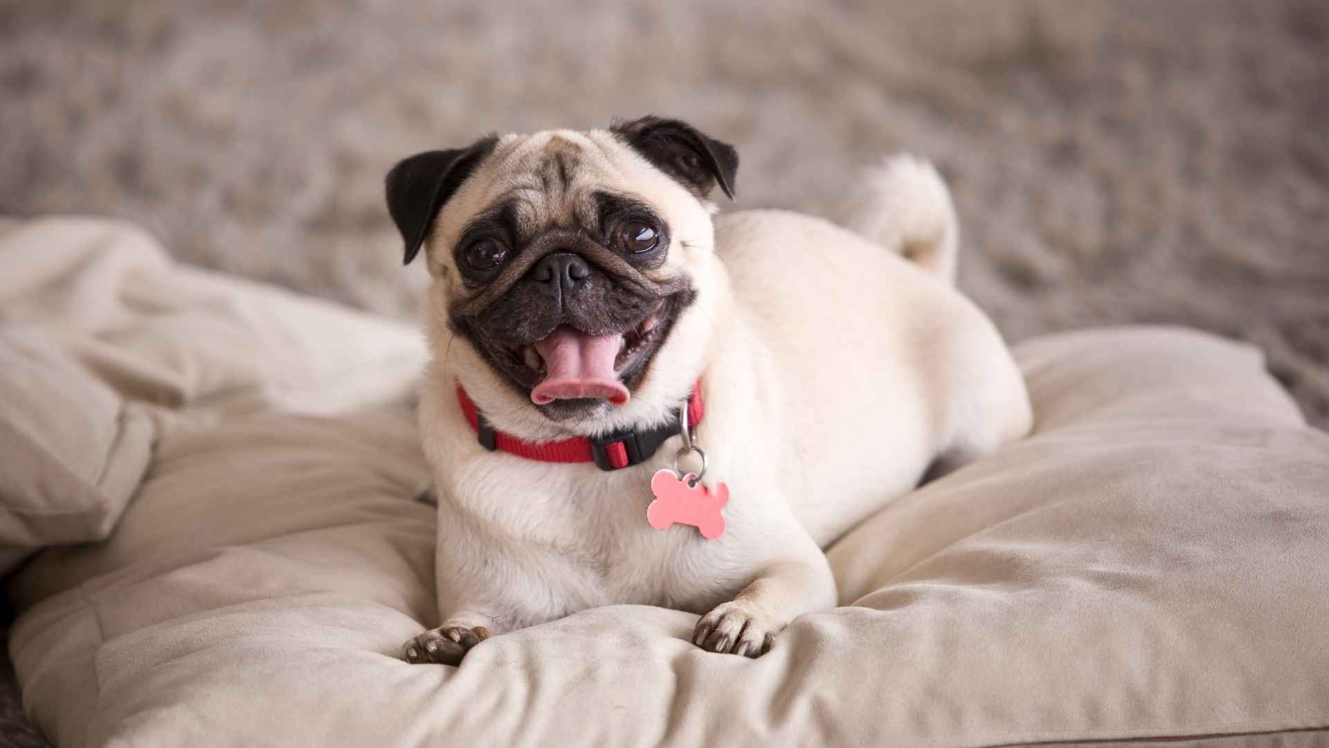 7 Low Playfulness Dog Breeds Perfect for a Chill Home Environment