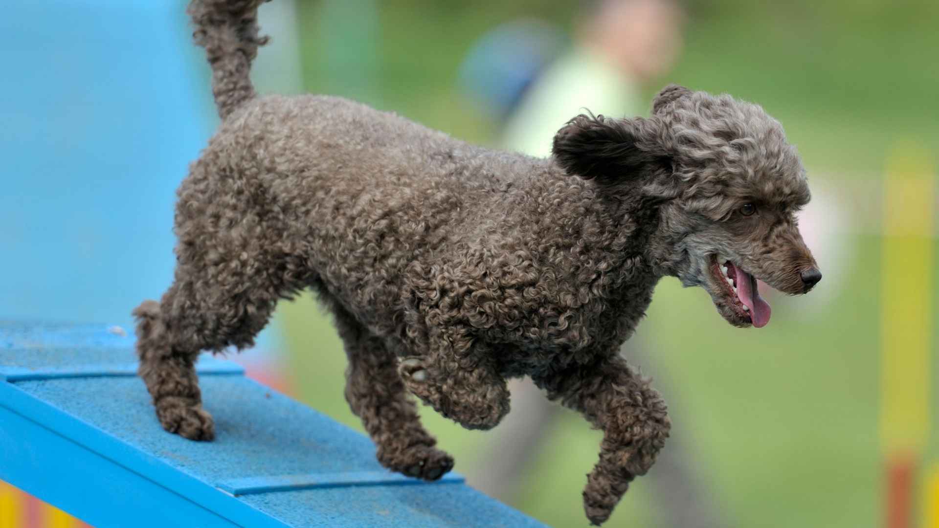 7 Low-Shedding Agile Dog Breeds: The Active Ones
