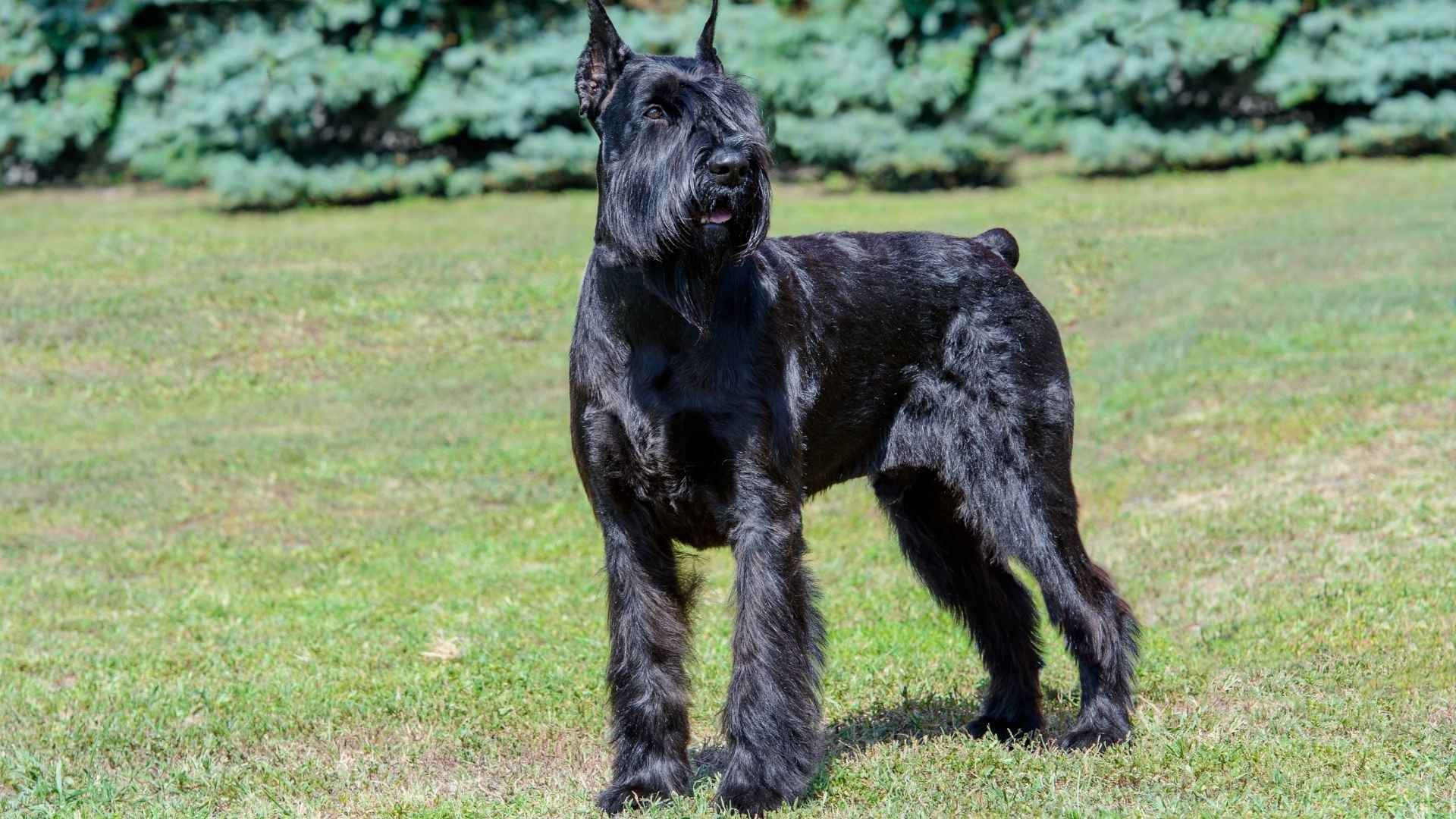 7 Low-Shedding Herding Dog Breeds That Won’t Leave Fur Everywhere
